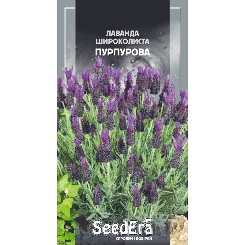 Лаванда Широколиста французька пурпурова 0,1г SeedEra