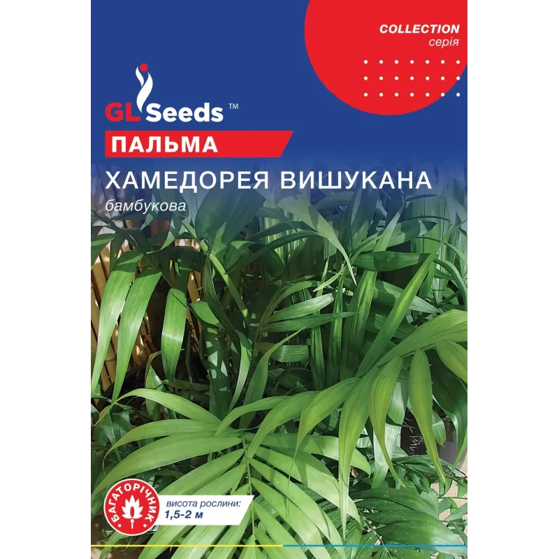 Пальма Хамедорея 5шт  GL Seeds